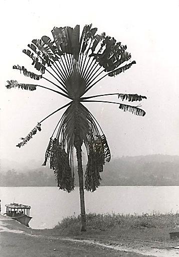 Ravenala Madagascariensis ou arbre du voyageur, Côte d’Ivoire, 1949, tirage argentique collé sur carton 11,5 x 17 cm, photographie Georges Vermot-Gauchy, FR ANOM 30Fi51/8