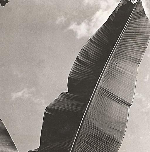 Arbre du voyageur et détail d’une feuille, Congo français, 1943, tirage argentique collé sur carton 11,5 x 12 cm, photographie Jean Costa, FR ANOM 30Fi75/69