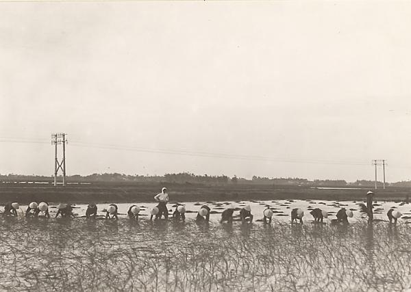 Travaux dans une rizière (1921-1935). Photographie de Busy 	(Léon) (1874-?) provenant du fonds de l’Agence économique de la France d’outre-mer