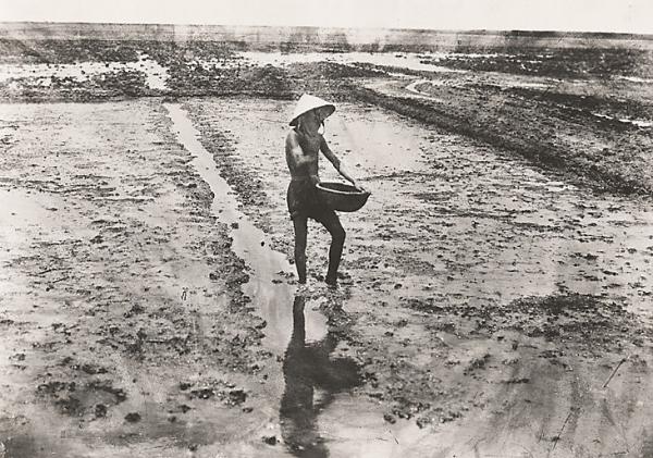 Ensemencement d’une rizière à Cau An Ha (1920-1940). 	Photographie anonyme provenant du fonds de l’Agence économique de la France d’outre-mer
