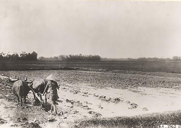 Le riz. Labour de rizière à Cau An Ha (1919-1926). Photographie 	de Têtard (René) provenant du fonds de l’Agence économique de la France d’outre-mer