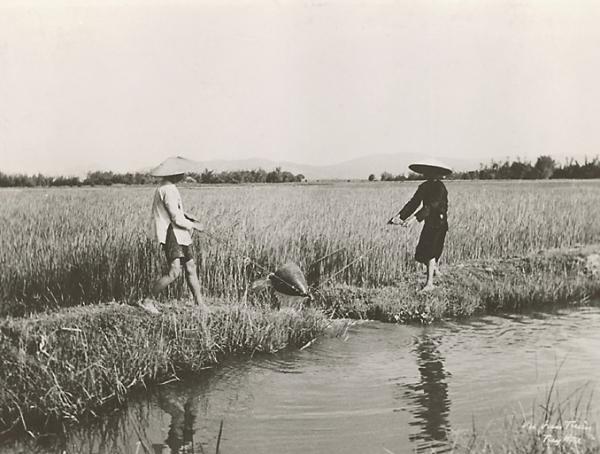 Irrigation de Toi Hoa. Procédé d'irrigation indigène. Elévation 	d'eau par panier (1920-1935). Photographie de Vu Van Tuan provenant du fonds de l’Agence économique de la France d’outre-mer