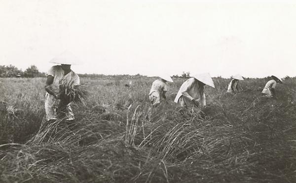 Province de Tha-Thien. Moisson dans la rizière (1920-1935). Photographie de Vu Van Tuan provenant du fonds de l’Agence économique de la France 	d’outre-mer