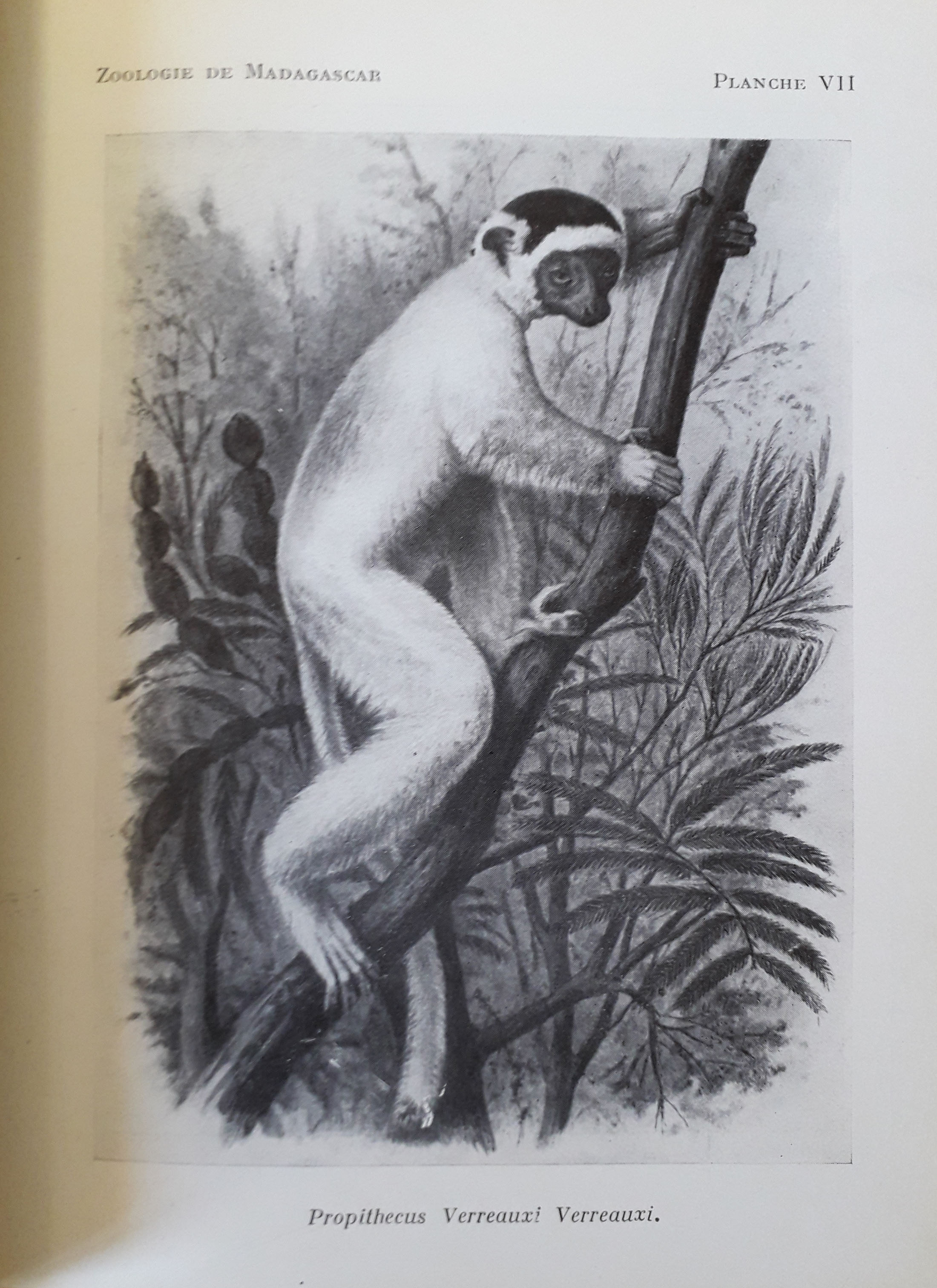 Zoologie de Madagascar. G. Grandidier, G. Petit. 1932.  BIB ECOL 17471