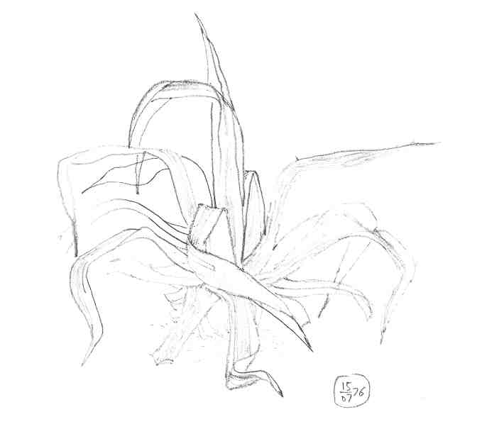 Agave (1976), carnet de croquis 57